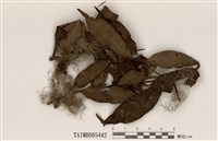 藏品(長菘蘿)的圖片